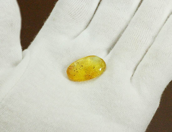 植物片に垣間見える虫たち。古代の森のドラマを感じさせる、バルト海産琥珀(その6)