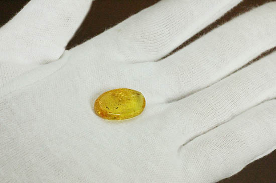 植物片に垣間見える虫たち。古代の森のドラマを感じさせる、バルト海産琥珀(その8)