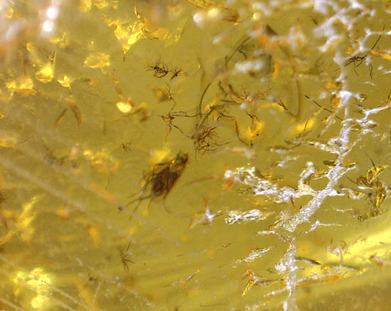 植物片に垣間見える虫たち。古代の森のドラマを感じさせる、バルト海産琥珀(その9)