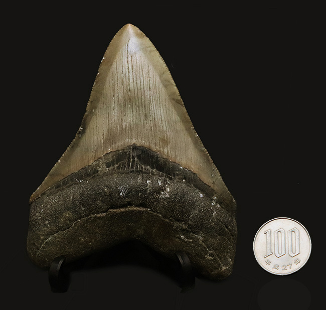 希少&美品!オールナチュラルであることが確認されている、希少なメガロドン(Megalodon)の歯化石(その10)
