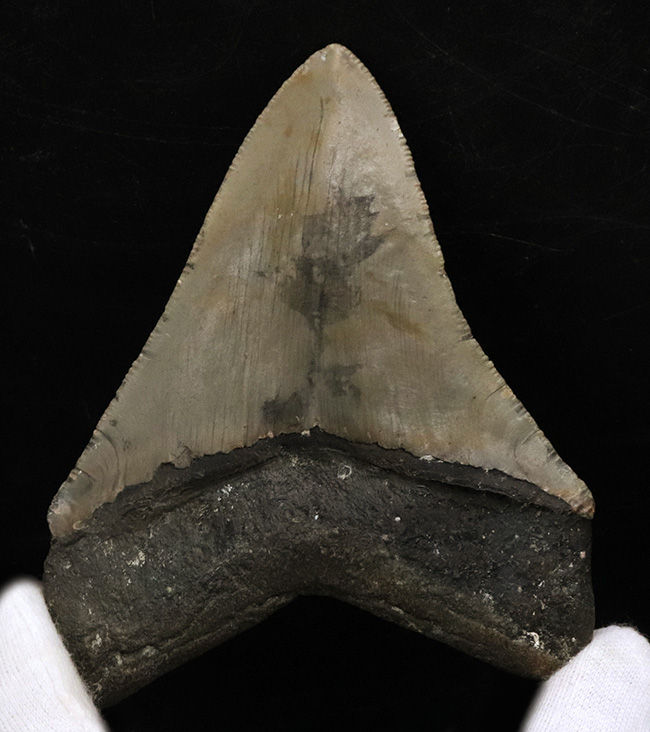 希少&美品!オールナチュラルであることが確認されている、希少なメガロドン(Megalodon)の歯化石(その2)