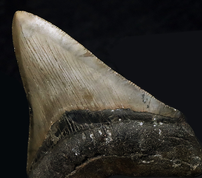 希少&美品!オールナチュラルであることが確認されている、希少なメガロドン(Megalodon)の歯化石(その3)