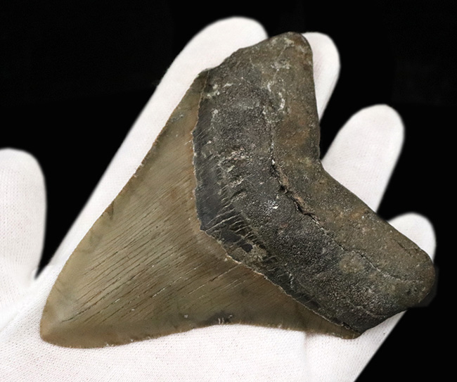 希少&美品!オールナチュラルであることが確認されている、希少なメガロドン(Megalodon)の歯化石(その4)