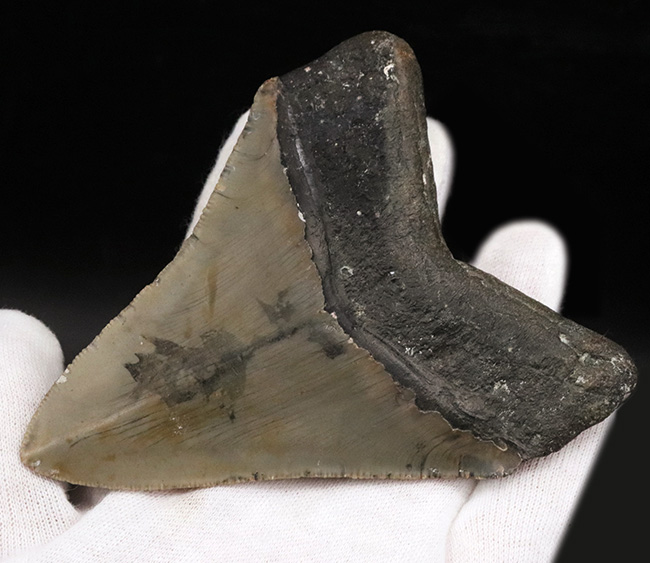 希少&美品!オールナチュラルであることが確認されている、希少なメガロドン(Megalodon)の歯化石(その5)