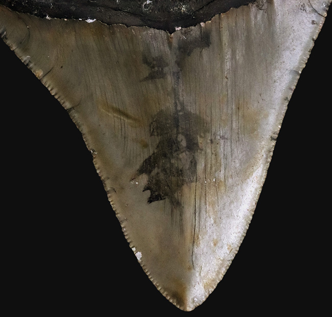 希少&美品!オールナチュラルであることが確認されている、希少なメガロドン(Megalodon)の歯化石(その6)