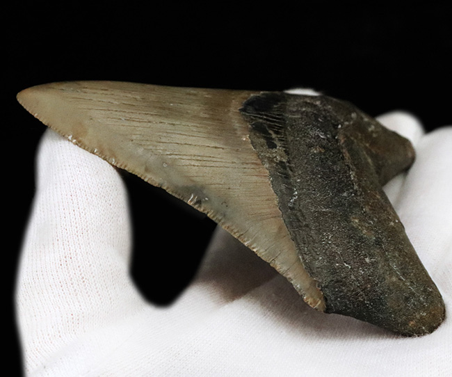 希少&美品!オールナチュラルであることが確認されている、希少なメガロドン(Megalodon)の歯化石(その7)