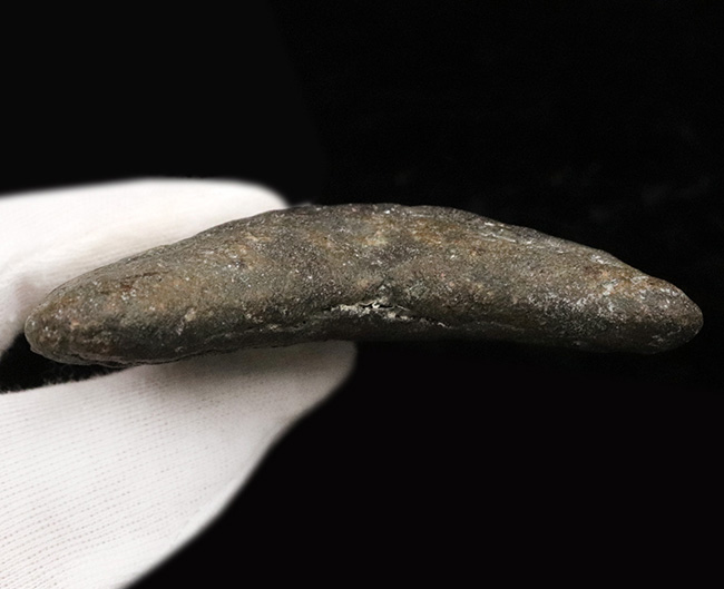 希少&美品!オールナチュラルであることが確認されている、希少なメガロドン(Megalodon)の歯化石(その8)