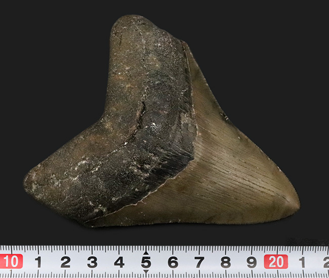 希少&美品!オールナチュラルであることが確認されている、希少なメガロドン(Megalodon)の歯化石(その9)