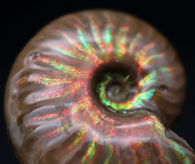 虹色の光線が両面に見られます！中生代白亜紀の遊色アンモナイト、クレオニセラス（Cleoniceras）。厳選標本です。（その1）