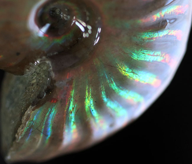 虹色の光線が両面に見られます！中生代白亜紀の遊色アンモナイト、クレオニセラス（Cleoniceras）。厳選標本です。（その10）