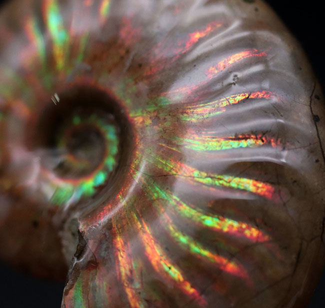 虹色の光線が両面に見られます！中生代白亜紀の遊色アンモナイト、クレオニセラス（Cleoniceras）。厳選標本です。（その7）