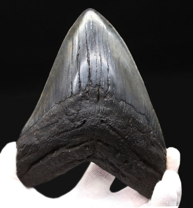 スーパーサイズ!カーブ計測で16センチオーバー!分厚い!メガロドン(Carcharodon megalodon)の歯化石(その1)