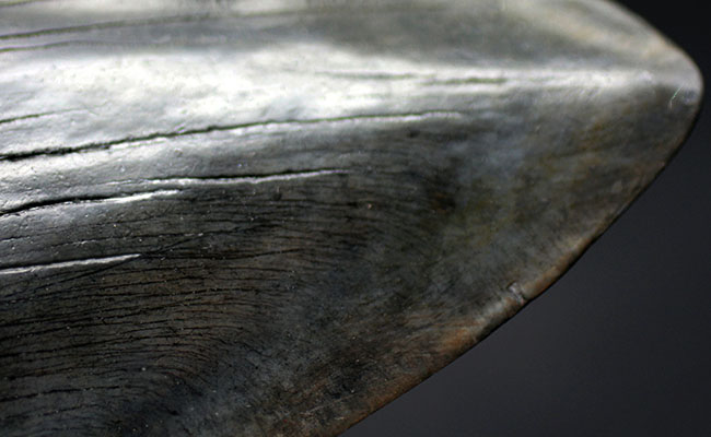 スーパーサイズ！カーブ計測で１６センチオーバー！分厚い！メガロドン（Carcharodon megalodon）の歯化石（その10）