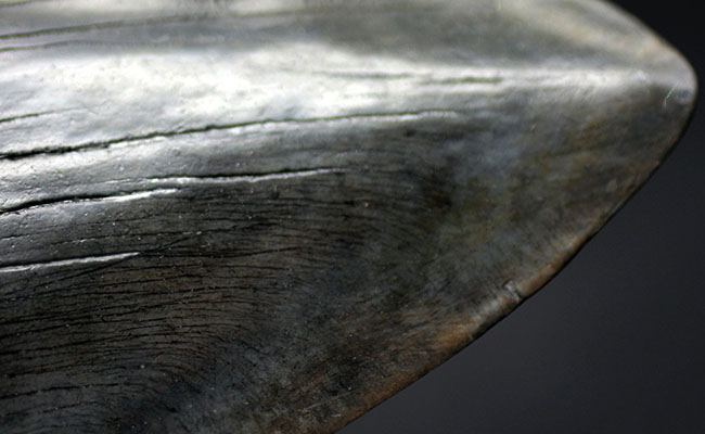 スーパーサイズ!カーブ計測で16センチオーバー!分厚い!メガロドン(Carcharodon megalodon)の歯化石(その10)