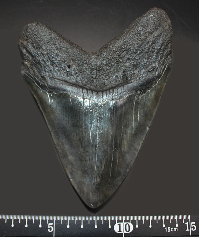 スーパーサイズ！カーブ計測で１６センチオーバー！分厚い！メガロドン（Carcharodon megalodon）の歯化石（その11）