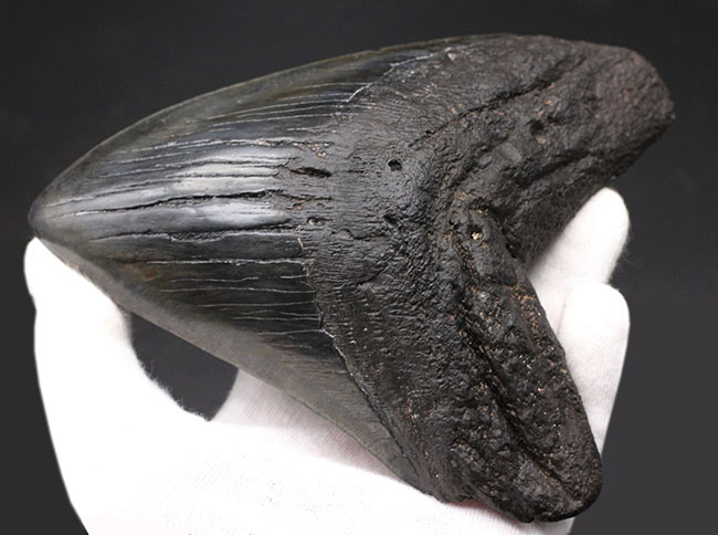 スーパーサイズ!カーブ計測で16センチオーバー!分厚い!メガロドン(Carcharodon megalodon)の歯化石(その2)