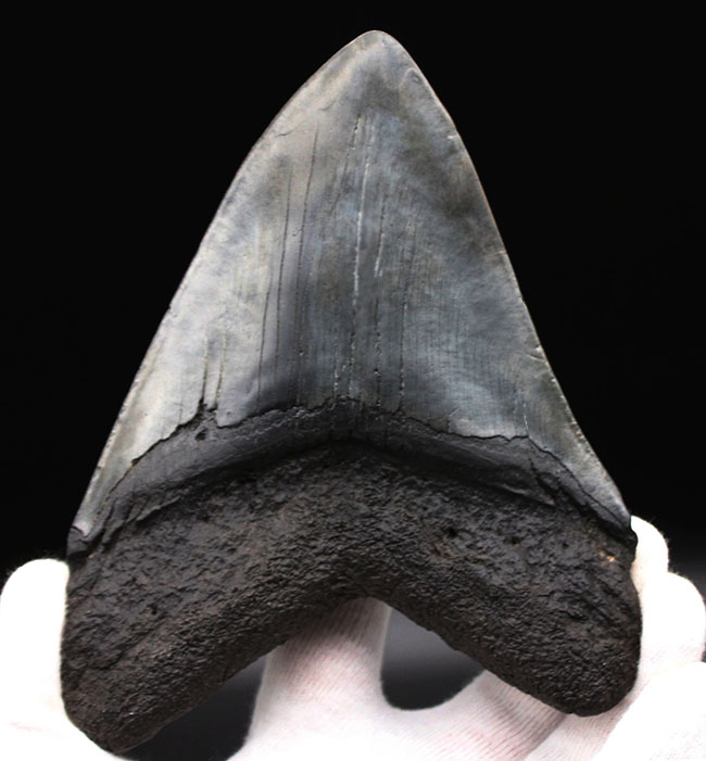 スーパーサイズ！カーブ計測で１６センチオーバー！分厚い！メガロドン（Carcharodon megalodon）の歯化石（その3）