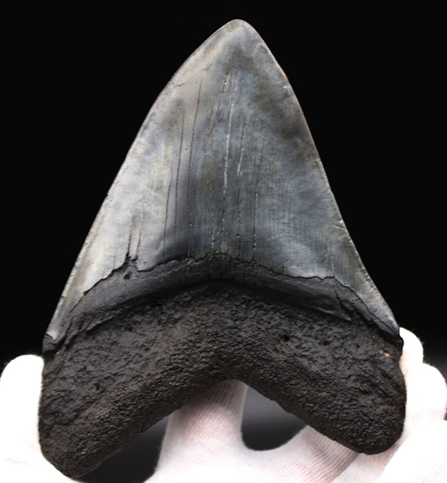 スーパーサイズ!カーブ計測で16センチオーバー!分厚い!メガロドン(Carcharodon megalodon)の歯化石(その3)