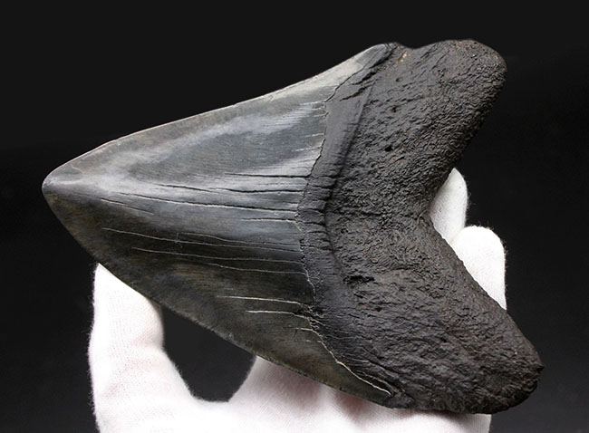 スーパーサイズ！カーブ計測で１６センチオーバー！分厚い！メガロドン（Carcharodon megalodon）の歯化石（その4）