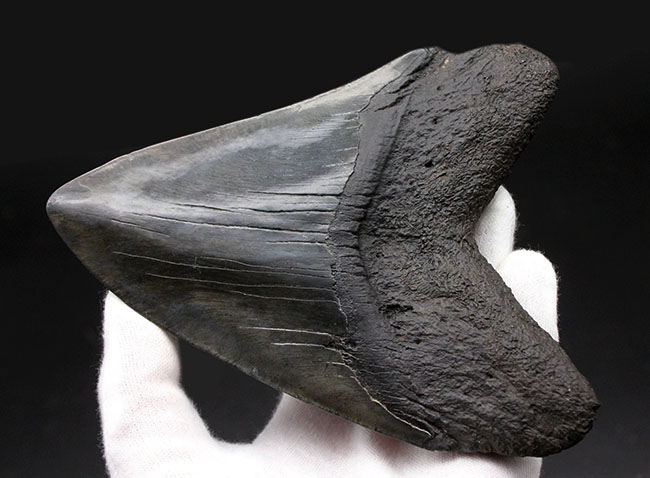 スーパーサイズ!カーブ計測で16センチオーバー!分厚い!メガロドン(Carcharodon megalodon)の歯化石(その4)