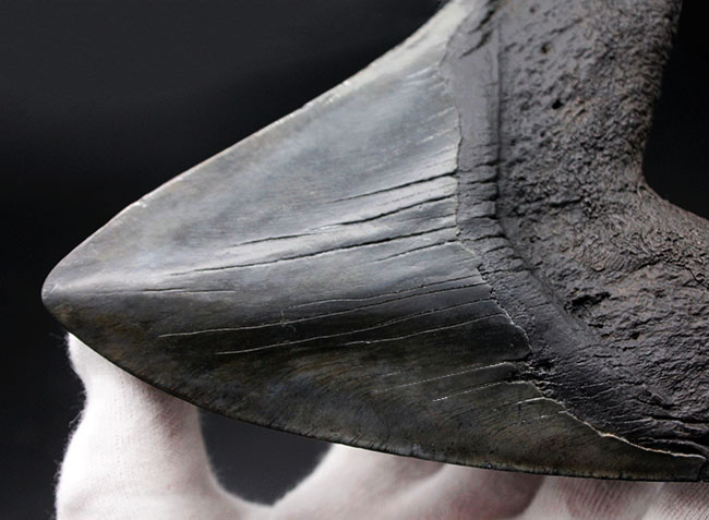 スーパーサイズ！カーブ計測で１６センチオーバー！分厚い！メガロドン（Carcharodon megalodon）の歯化石（その5）