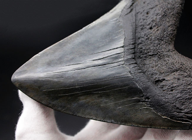 スーパーサイズ!カーブ計測で16センチオーバー!分厚い!メガロドン(Carcharodon megalodon)の歯化石(その5)