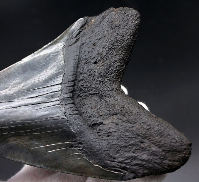 スーパーサイズ!カーブ計測で16センチオーバー!分厚い!メガロドン(Carcharodon megalodon)の歯化石(その6)