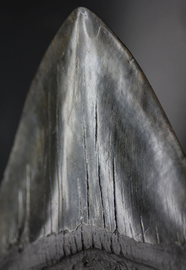 スーパーサイズ!カーブ計測で16センチオーバー!分厚い!メガロドン(Carcharodon megalodon)の歯化石(その8)