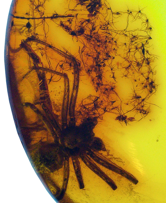 世界的な琥珀産地、バルト海に眠っていた、虫入り琥珀（Amber）。４０００万年前のクモに加えて星状毛を内包しています。（その1）