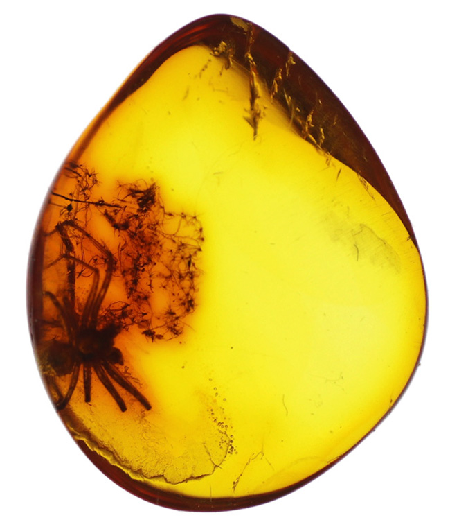 世界的な琥珀産地、バルト海に眠っていた、虫入り琥珀(Amber)。4000万年前のクモに加えて星状毛を内包しています。(その2)