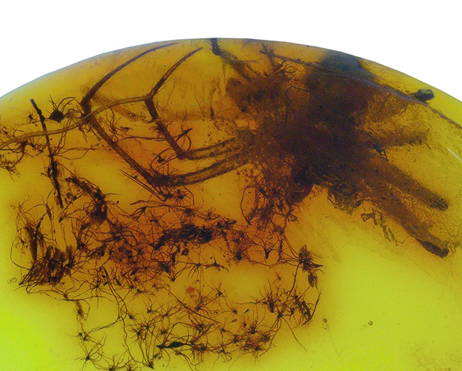 世界的な琥珀産地、バルト海に眠っていた、虫入り琥珀(Amber)。4000万年前のクモに加えて星状毛を内包しています。(その3)