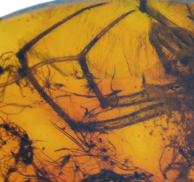 世界的な琥珀産地、バルト海に眠っていた、虫入り琥珀(Amber)。4000万年前のクモに加えて星状毛を内包しています。(その4)