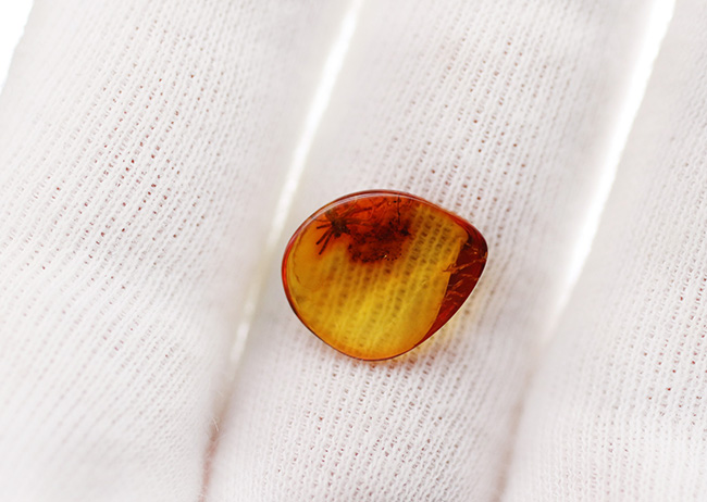 世界的な琥珀産地、バルト海に眠っていた、虫入り琥珀(Amber)。4000万年前のクモに加えて星状毛を内包しています。(その5)