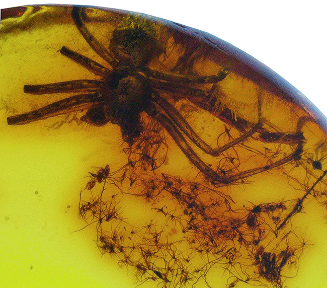 世界的な琥珀産地、バルト海に眠っていた、虫入り琥珀（Amber）。４０００万年前のクモに加えて星状毛を内包しています。（その6）