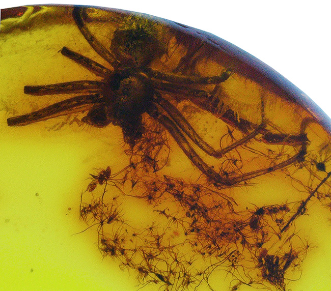 世界的な琥珀産地、バルト海に眠っていた、虫入り琥珀(Amber)。4000万年前のクモに加えて星状毛を内包しています。(その6)