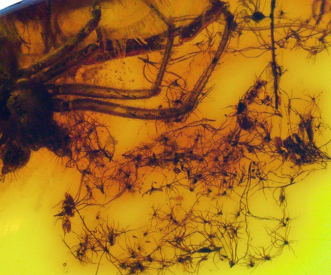 世界的な琥珀産地、バルト海に眠っていた、虫入り琥珀(Amber)。4000万年前のクモに加えて星状毛を内包しています。(その7)