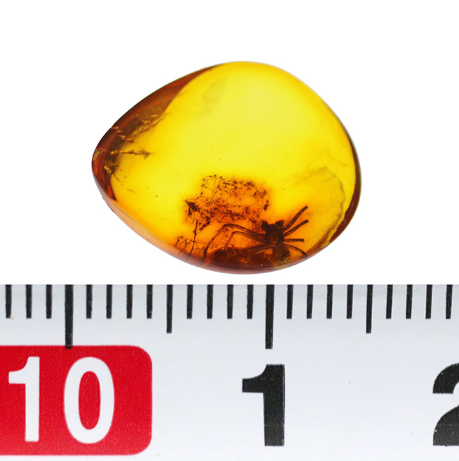 世界的な琥珀産地、バルト海に眠っていた、虫入り琥珀(Amber)。4000万年前のクモに加えて星状毛を内包しています。(その8)
