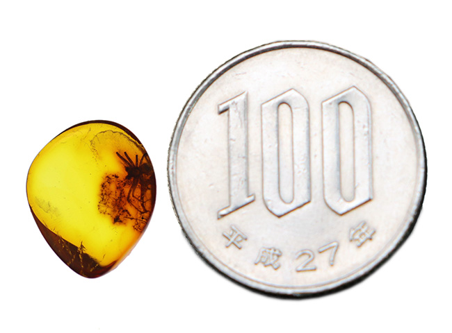 世界的な琥珀産地、バルト海に眠っていた、虫入り琥珀（Amber）。４０００万年前のクモに加えて星状毛を内包しています。（その9）