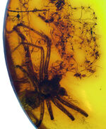 世界的な琥珀産地、バルト海に眠っていた、虫入り琥珀（Amber）。４０００万年前のクモに加えて星状毛を内包しています。