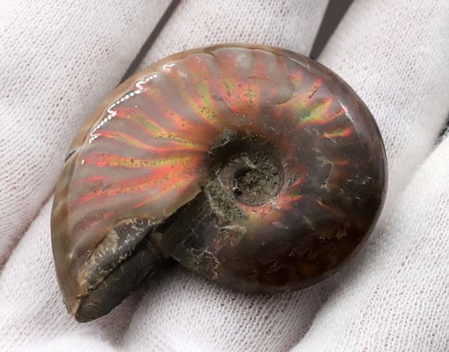 赤、緑、黄など美しい遊色を呈するマダガスカル産のアンモナイト、クレオニセラス（Cleoniceras）の化石（その4）