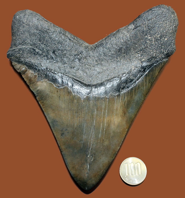 これぞメガサイズ！カーブ計測で１６センチを超える、メガロドンの巨大歯化石！サイズ、状態、味わい、どれをとっても申し分なし。（その14）