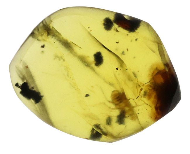 琥珀コレクター垂涎のアイテム、１億年前に起源を持つ希少な標本、小さなセミが内包されたバーマイト（Burmite）（その2）