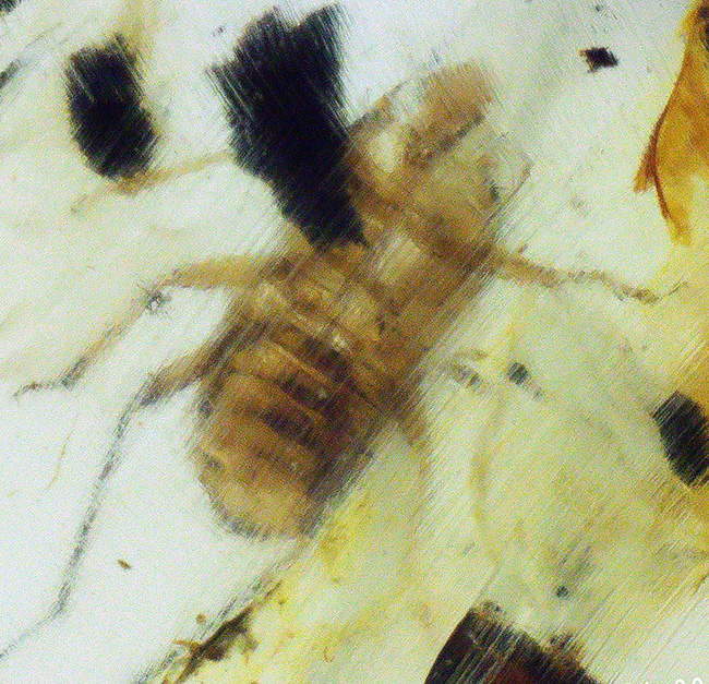 琥珀コレクター垂涎のアイテム、１億年前に起源を持つ希少な標本、小さなセミが内包されたバーマイト（Burmite）（その4）