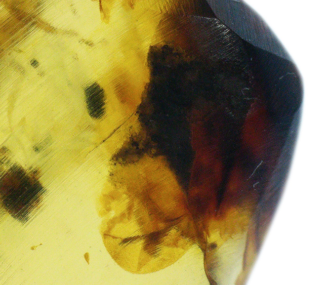 琥珀コレクター垂涎のアイテム、１億年前に起源を持つ希少な標本、小さなセミが内包されたバーマイト（Burmite）（その5）