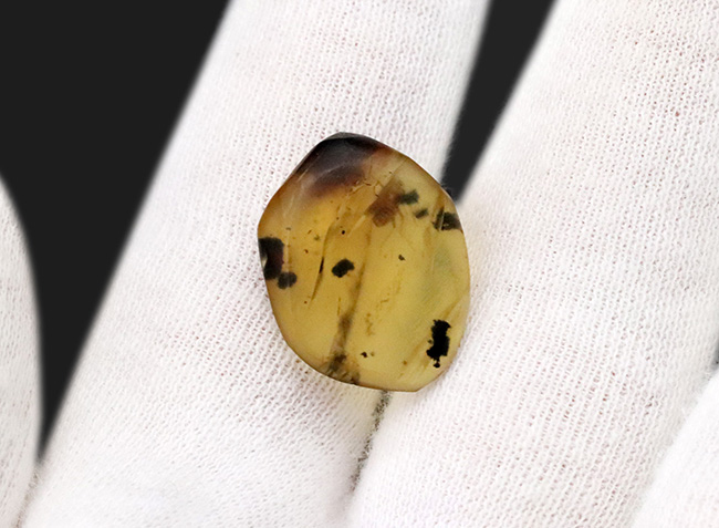 琥珀コレクター垂涎のアイテム、１億年前に起源を持つ希少な標本、小さなセミが内包されたバーマイト（Burmite）（その6）