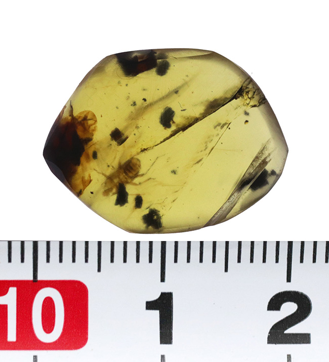 琥珀コレクター垂涎のアイテム、１億年前に起源を持つ希少な標本、小さなセミが内包されたバーマイト（Burmite）（その7）
