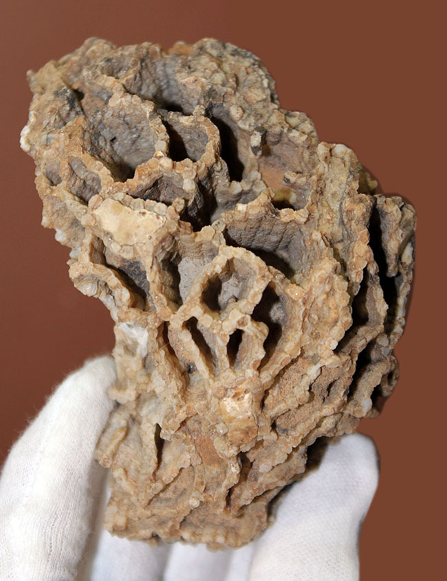 アメリカワイオミング州産、希少な原始的なクサリサンゴ、ハリシテス(Halysites sp.)の立体的な標本(その1)