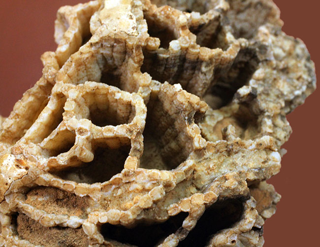 アメリカワイオミング州産、希少な原始的なクサリサンゴ、ハリシテス(Halysites sp.)の立体的な標本(その2)