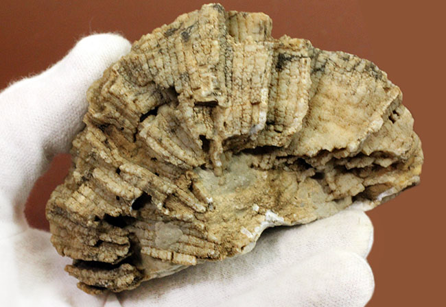 アメリカワイオミング州産、希少な原始的なクサリサンゴ、ハリシテス(Halysites sp.)の立体的な標本(その3)