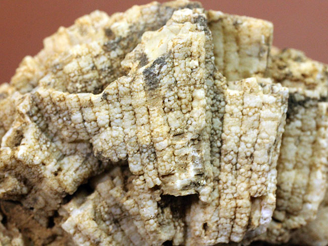 アメリカワイオミング州産、希少な原始的なクサリサンゴ、ハリシテス(Halysites sp.)の立体的な標本(その4)